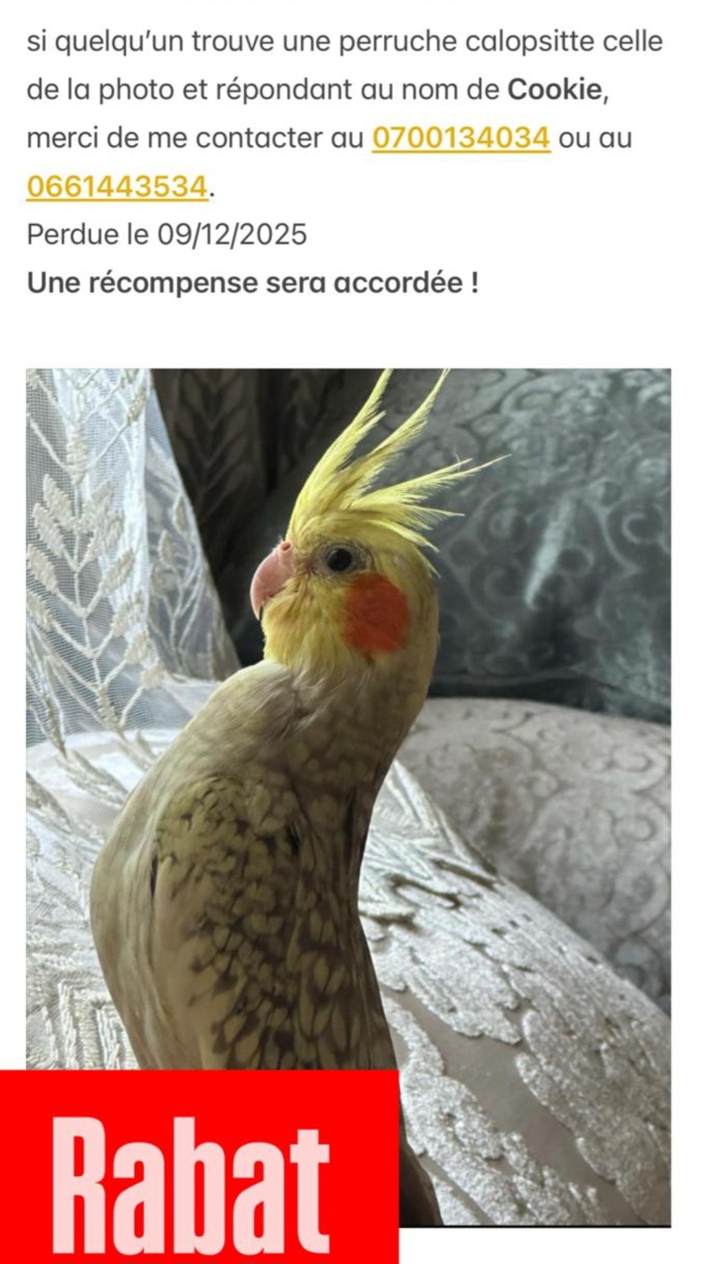 Mon Oiseau est jaune avec une t?che jaune sur le cot?…