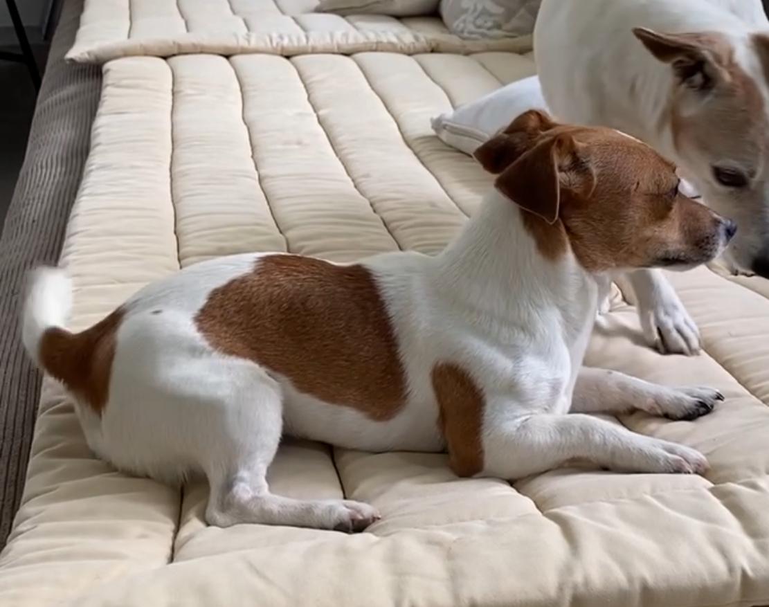 chienne de la race Jack Russell Terrier agée de 7 ans perdu…